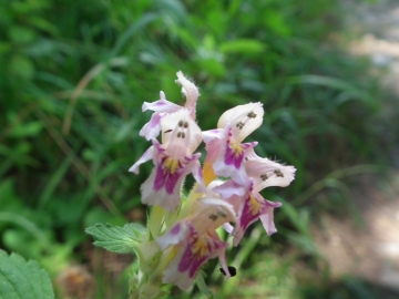 2010-08-10 Avert Galeopsis tetrahit (2)