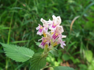 2010-08-10 Avert Galeopsis tetrahit