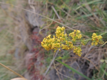 2013-10-14 mittelberg fiori 086.jpg