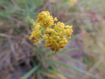 2013-10-14 mittelberg fiori 089.jpg