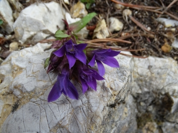 2016-09-11 Cornetto Pasubio (32)