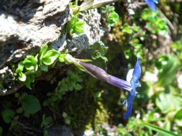 2011-06-26 passo Caronella G.brachyphylla 2600 m (1)