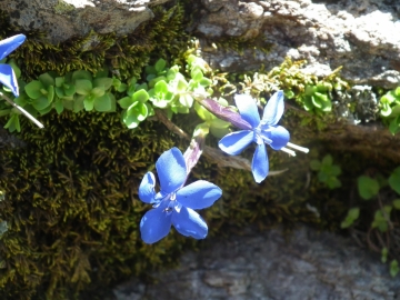 2011-06-26 passo Caronella G.brachyphylla 2600 m (3)