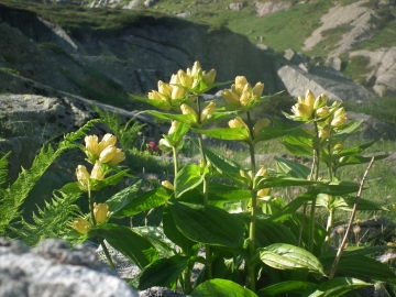 2011-07-06 passo monoccola 096