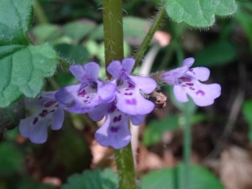 2023-05-06-Glechoma-hederacea-Vaio-dellOrsa-12a