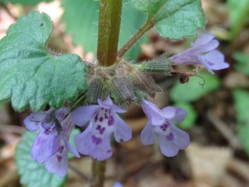 2023-05-06-Glechoma-hederacea-Vaio-dellOrsa-14a