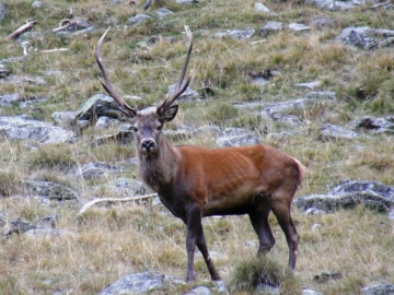 2008-10-08 cervi val grande 009