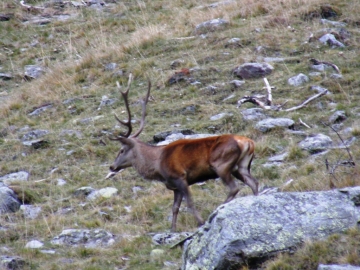 2008-10-08 cervi val grande 011