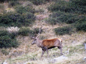 2008-10-08 cervi val grande 012