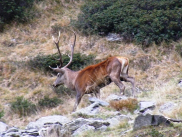 2008-10-08 cervi val grande 013