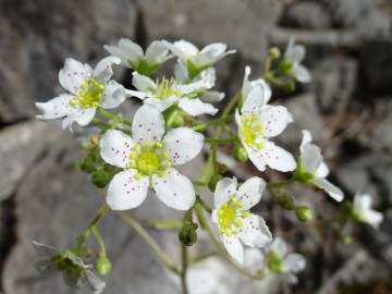 2024-06-01-Tavola-Daphne-alpina-Cerveno-118