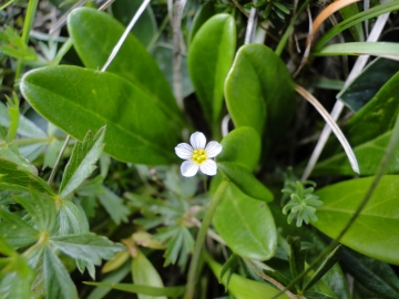 2011-07-24 Cime Alben 141