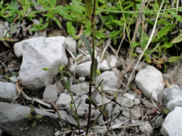 2011-07-24 Cime Alben 147