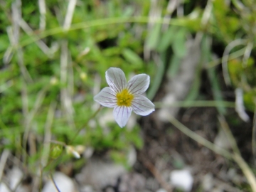 2011-07-24 Cime Alben 149