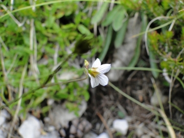 2011-07-24 Cime Alben 150