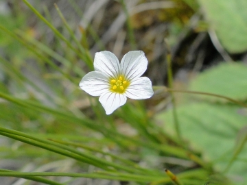 2014-08-06 Sul costone di Valbona_Bazena 038