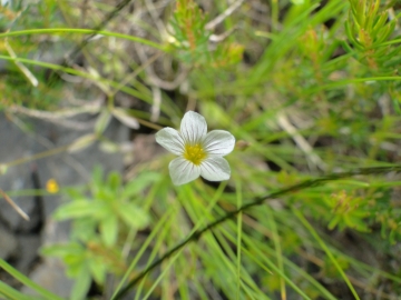 2014-08-06 Sul costone di Valbona_Bazena 041