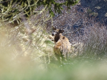 05 2015-05-09 val Grande Tremoncelli 033