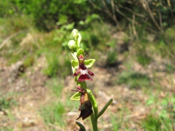 2009-05-03 orchidee 015