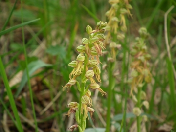 2011-04-22 marcheno orchidee 019