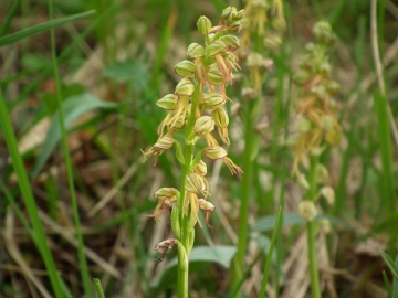 2011-04-22 marcheno orchidee 020