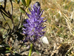 Phyteuma betonicifolium