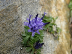 Phyteuma globulariifolium 