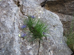 Phyteuma hedraianthifolium