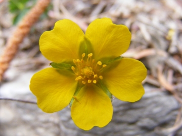 2008-03-22 pescarzo nistabol potentilla verna