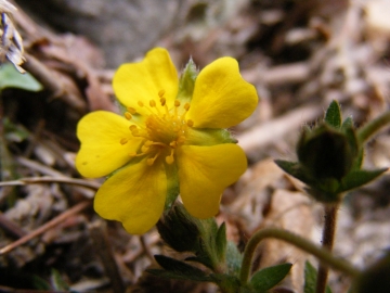 2008-03-22 pescarzo nistabol potentilla verna (1)