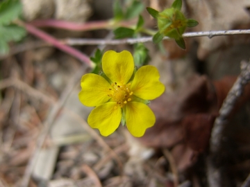 2008-03-22 pescarzo nistabol potentilla verna (3)