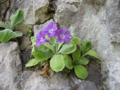 Primula albenensis