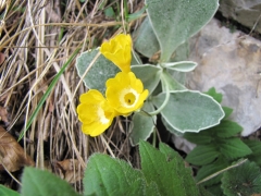 Primula auricula