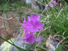 Primula daonensis