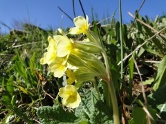 Primula elatior