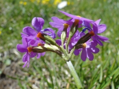 Primula farinosa