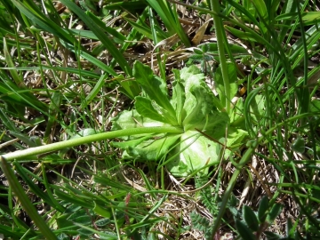 2010-07-10 scilliar 067