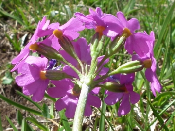 2010-07-10 scilliar 069