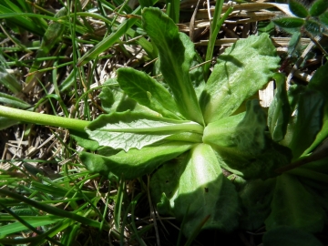 2010-07-10 scilliar 071