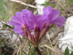 Primula glaucescens