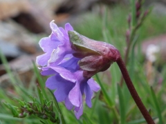 Primula glutinosa