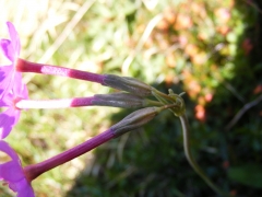 Primula halleri