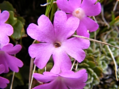 Primula hirsuta