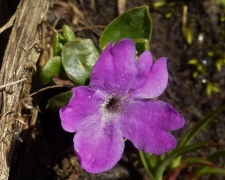 Primula integrifolia