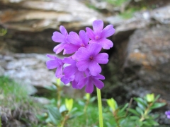 Primula latifolia