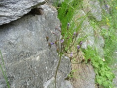 Primula matthioli