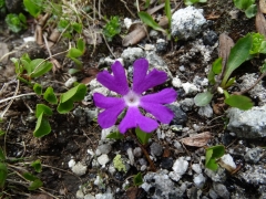 Primula minima