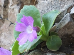 Primula recubariensis