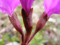 Primula spectabilis