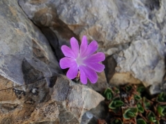 Primula tyrolensis